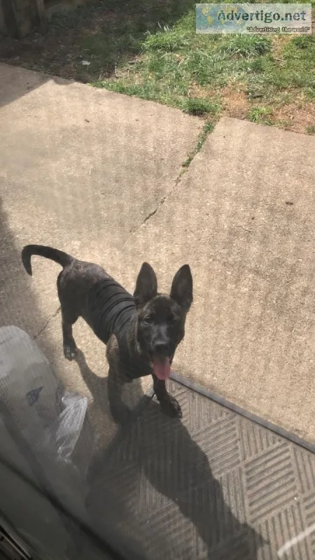 German shepherd pit mix puppy