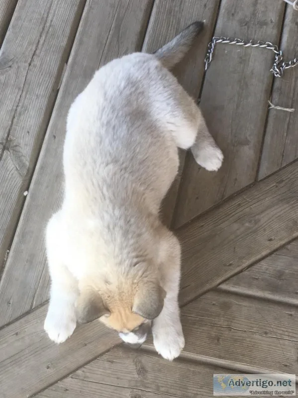 Siberian Malamute