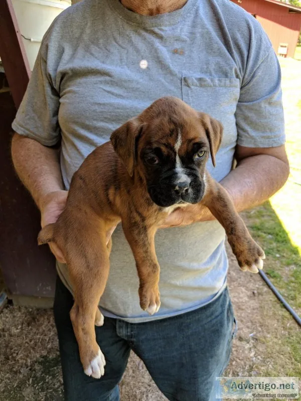 Akc reg boxer