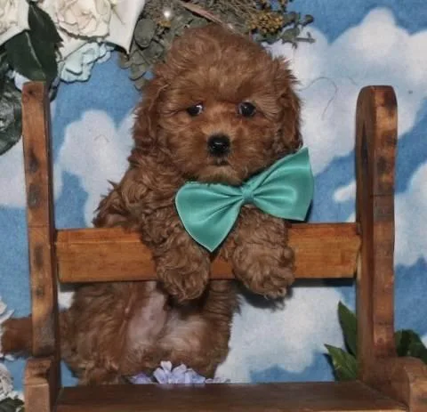 Toy Poodle Puppies
