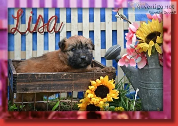 Lisa Female Soft Coated Wheaten Terrier