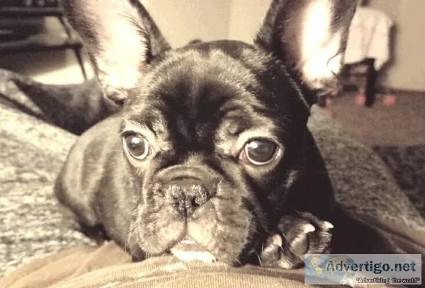 French bulldog puppy