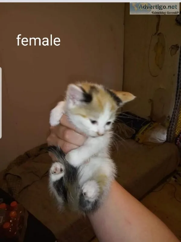 Kittens to good home