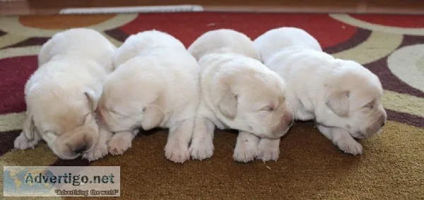 AKC English Labrador Retrievers YellowWhite