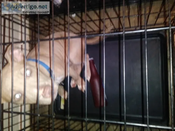 FreeRed nose pit puppy female