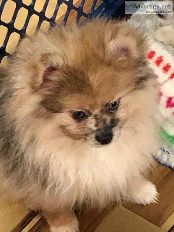 ACA CHAMPION PEDIGREE SABLE MERLE POMERANIAN PUPPY