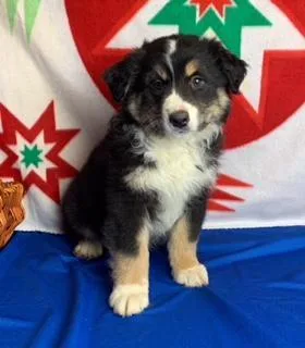Kip Male Miniature Australian Shepherd
