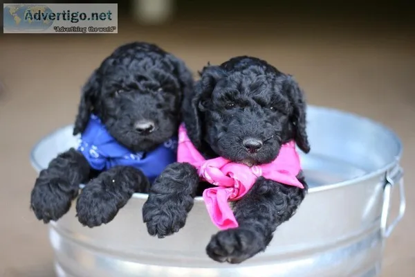 Golden Doodle Puppies (Martinsville VA)