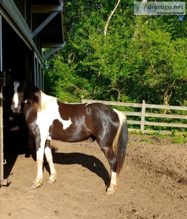 Blacked and white spotted horse