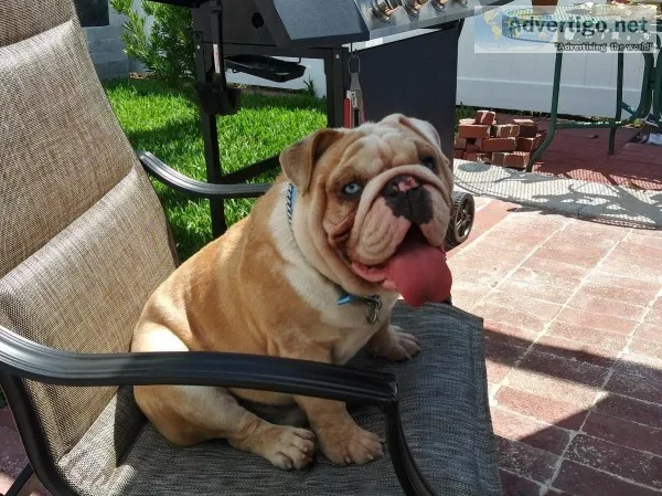 English bulldog merle available for stud service