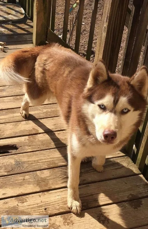 Siberian Husky Puppies