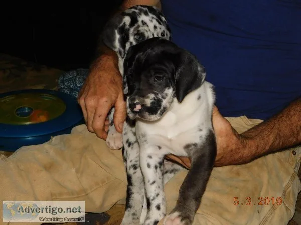 Great Dane