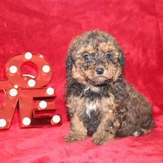 Hunter Male Mini Aussiepoo