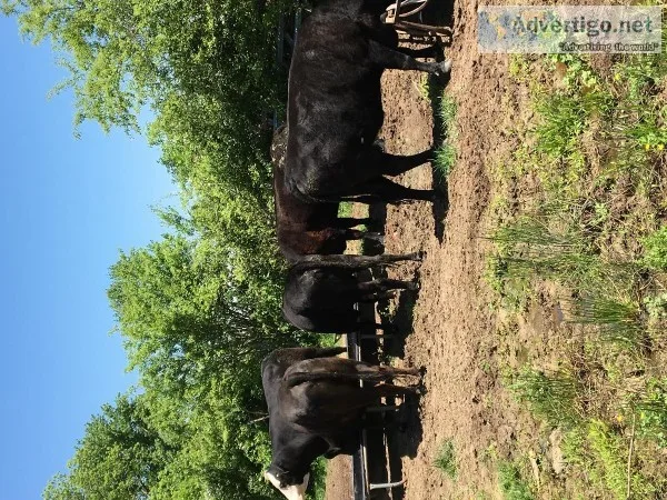 12 angus cross cows
