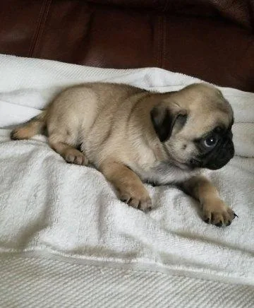 pug puppies