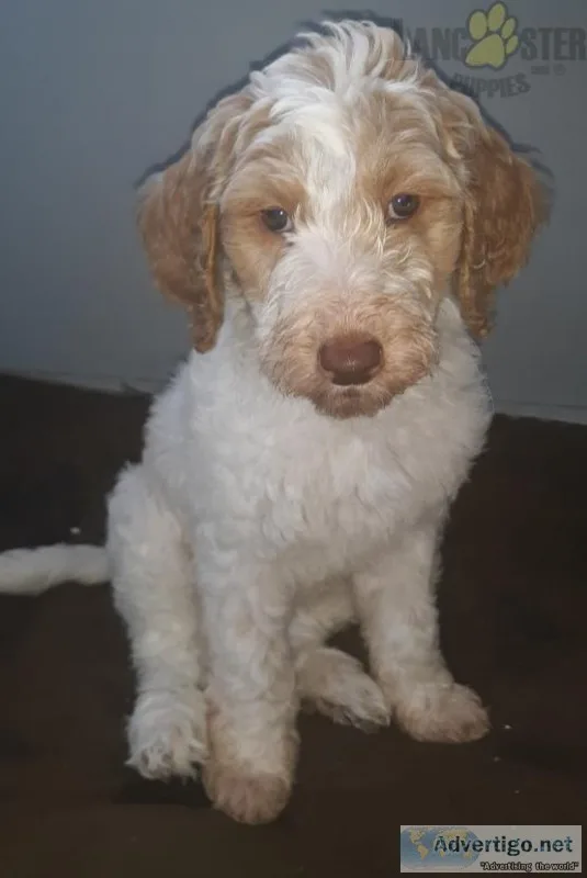 Double doodle Puppies for Sale