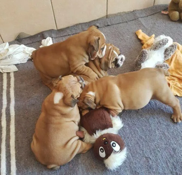 English bulldog