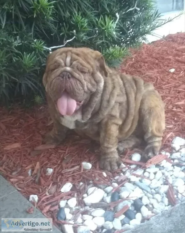 English bulldog available for stud service