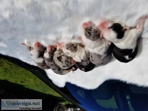 ABCA Border Collie puppies