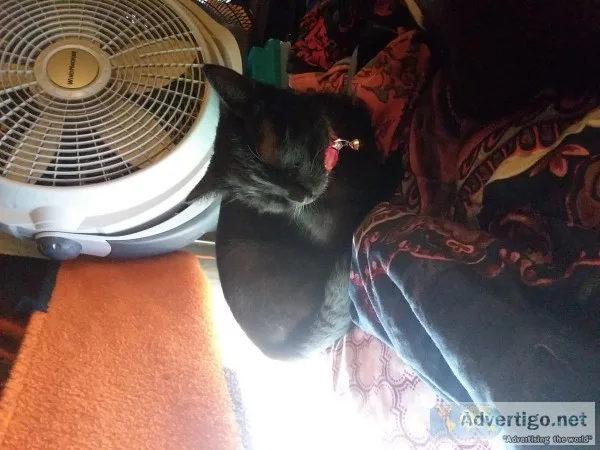 Black female cat