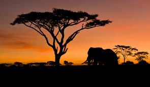 Arusha National Park Walking Safari  TasteofAfrika Package