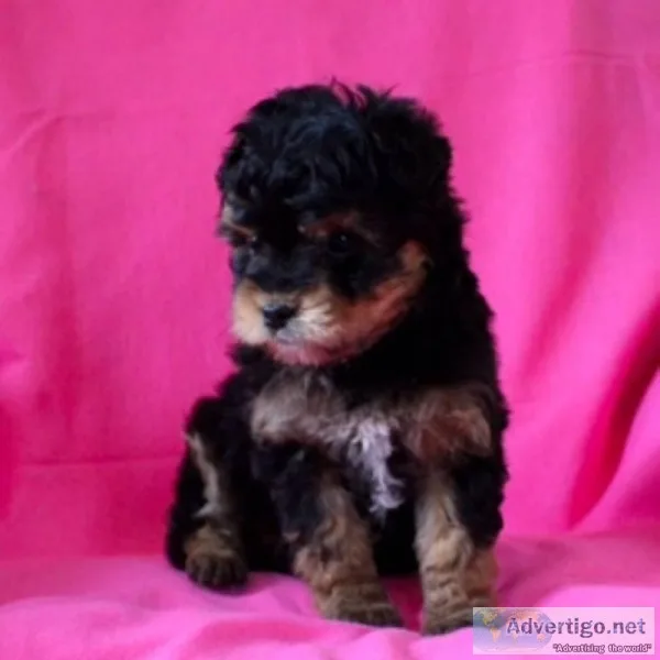 Bella Female Mini Aussiepoo