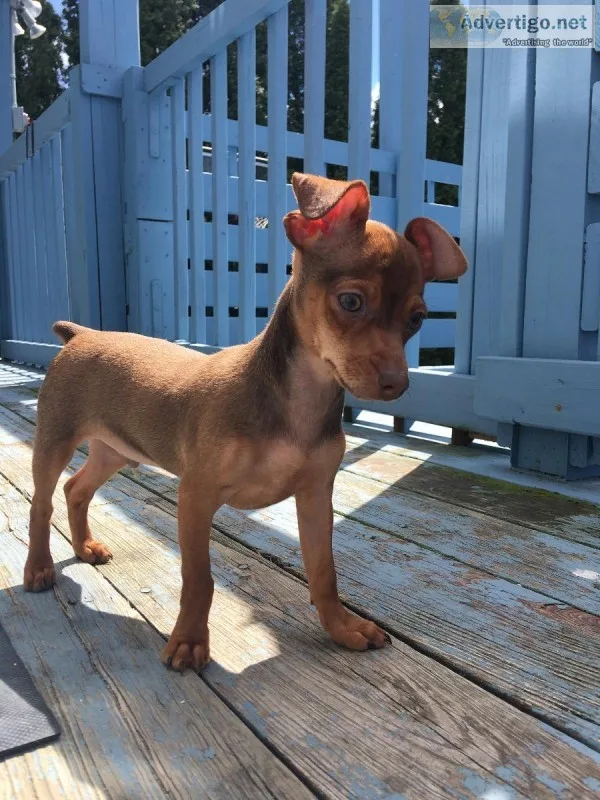 Puppy male 15 weeks old.