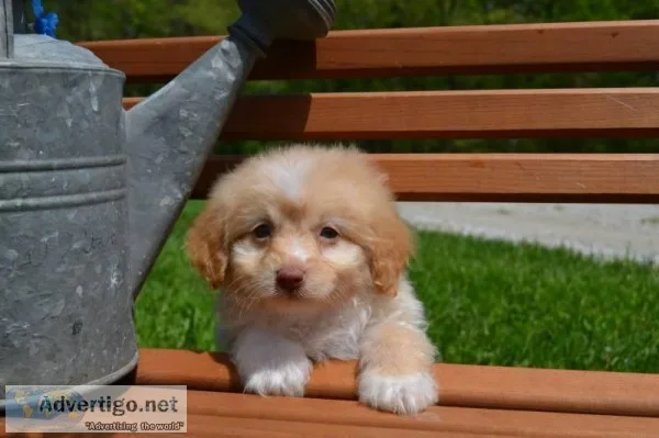 Felix Male Mini Aussie Doodle