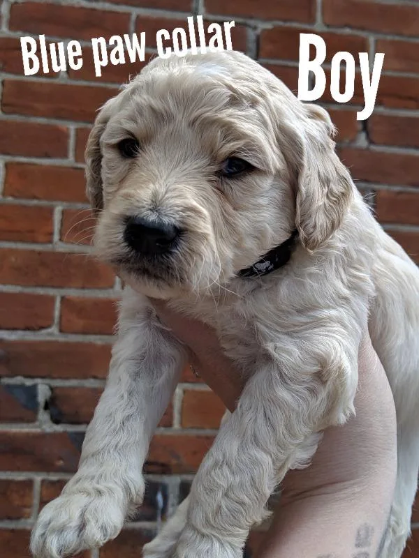F1B golden doodles (75% standard poodle 25% golden retreiver)