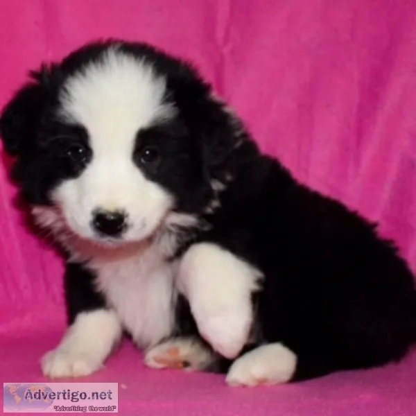 Stella female Miniature Australian Shepherd