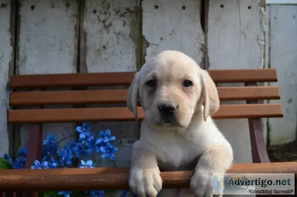 Ruger Male Labrador Retriever