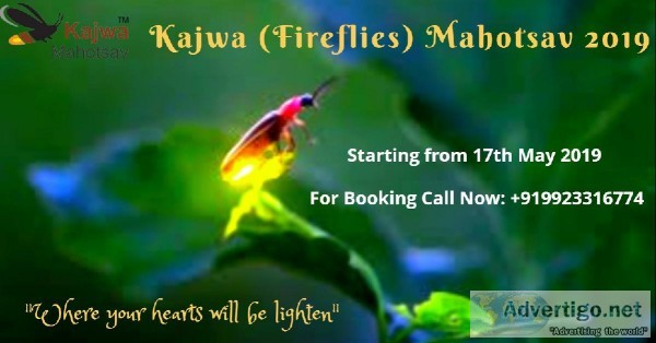 Kajwa Mahotsav 2019  Fireflies Festival 2019