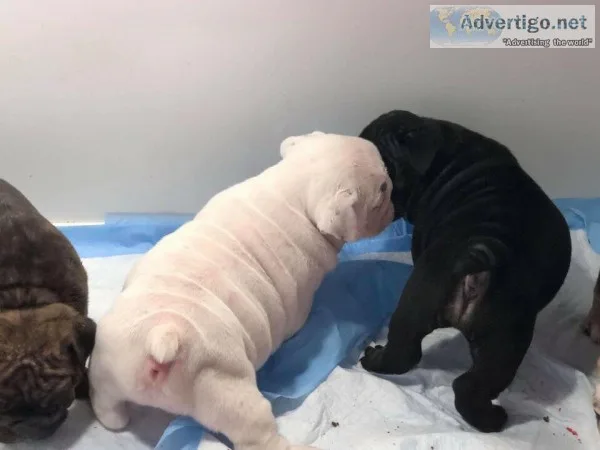 English bulldog  American Bulldog mix (female 6 months old)