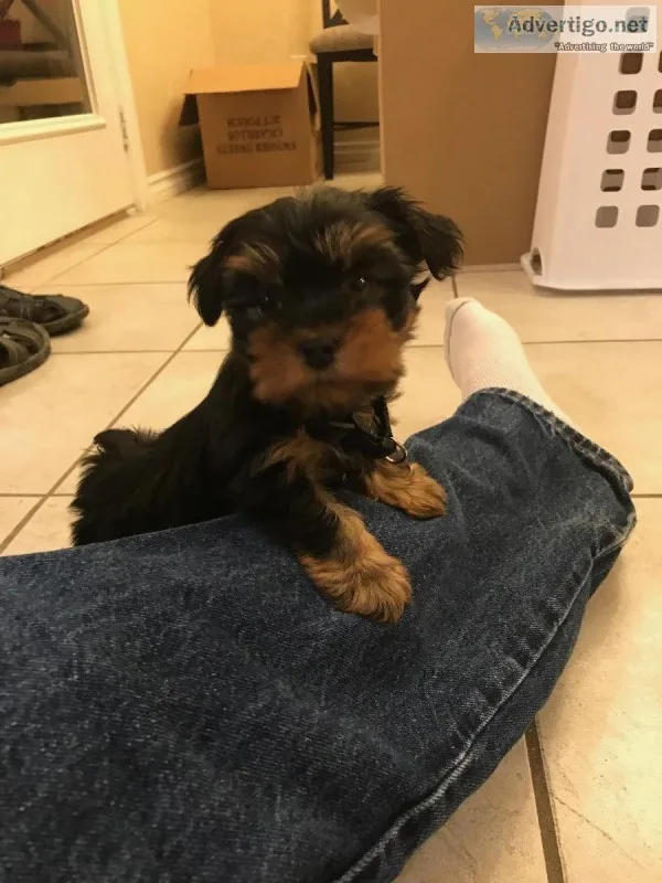 Yorkie puppy