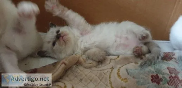 Ragdoll kittens Ready