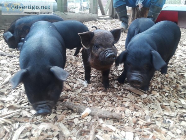 MeishanGuinea Hogkune kune cross feeder piglets