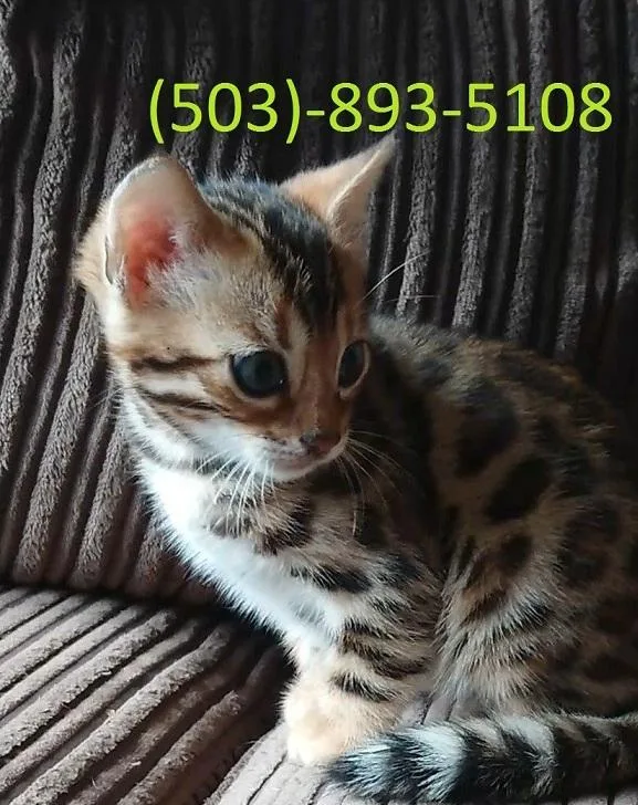 Registered Bengal Kittens