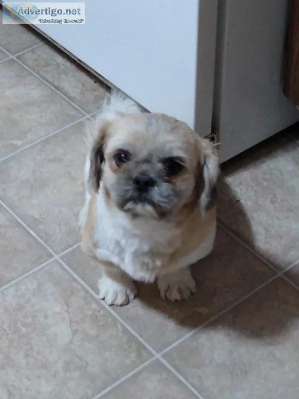 Male shih tzu