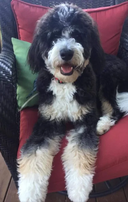 Bernadoodle