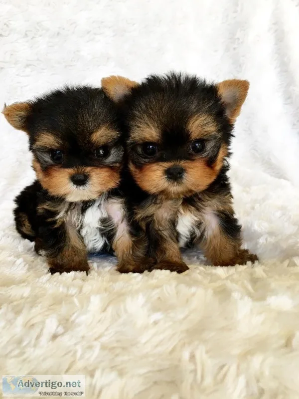 AKC male and female Teacup yorkie puppies 10 weeks old.
