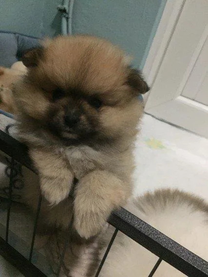 Very Perfect 12wks old Pomeranian puppies are ready