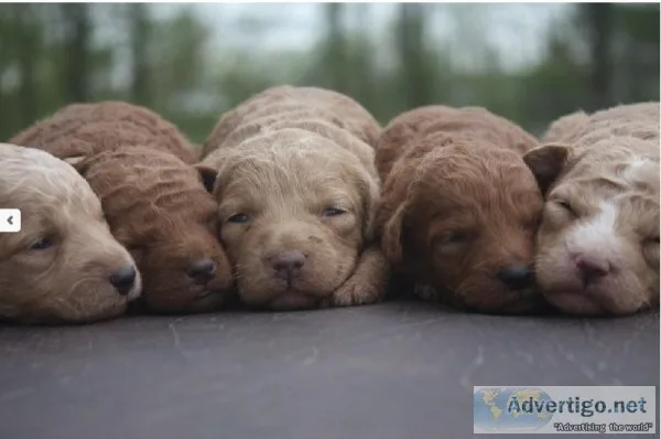 Mini Goldendoodle Pups
