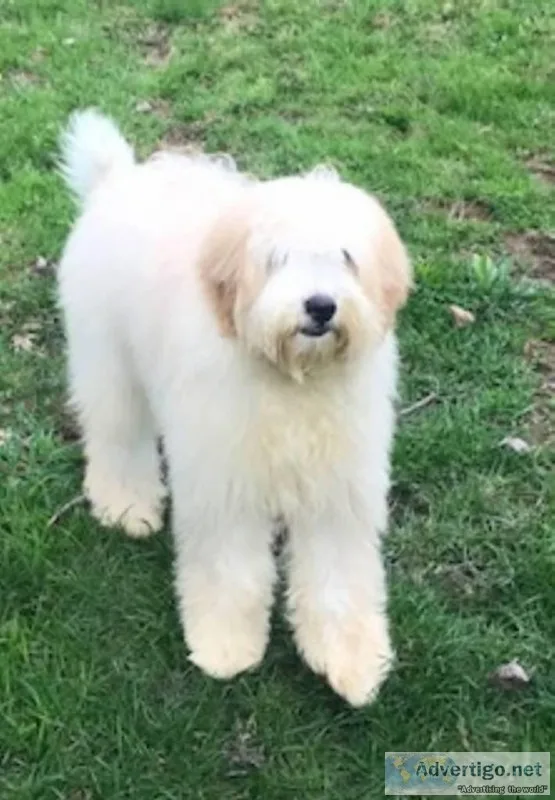 Bailey Female F1B Mini Bernedoodle