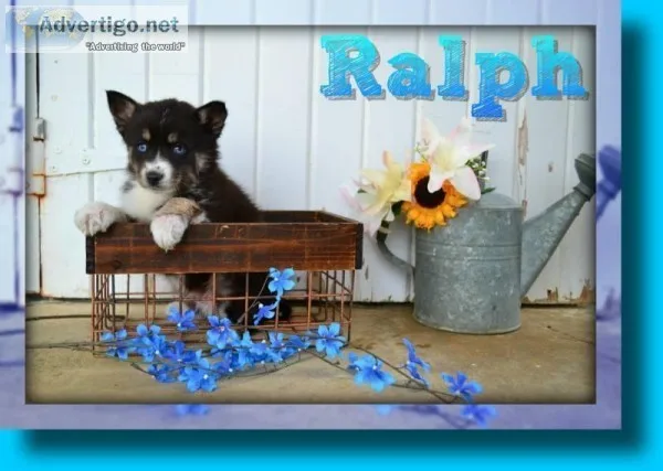 Ralph Male Pomsky