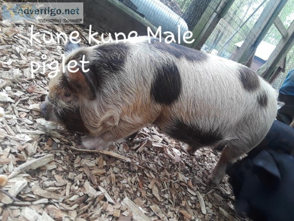 Unregistered kune kune piglet