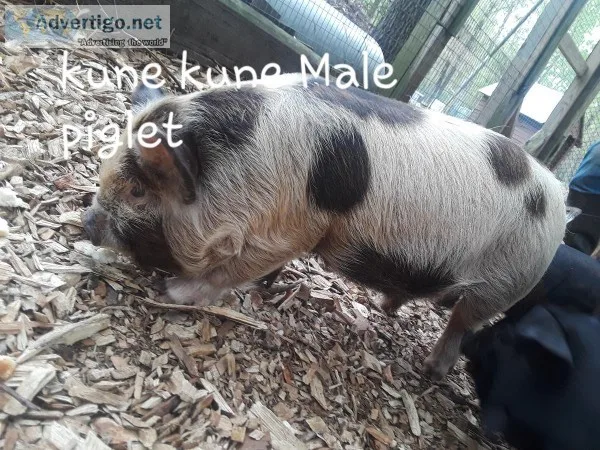 Unregistered kune kune piglet