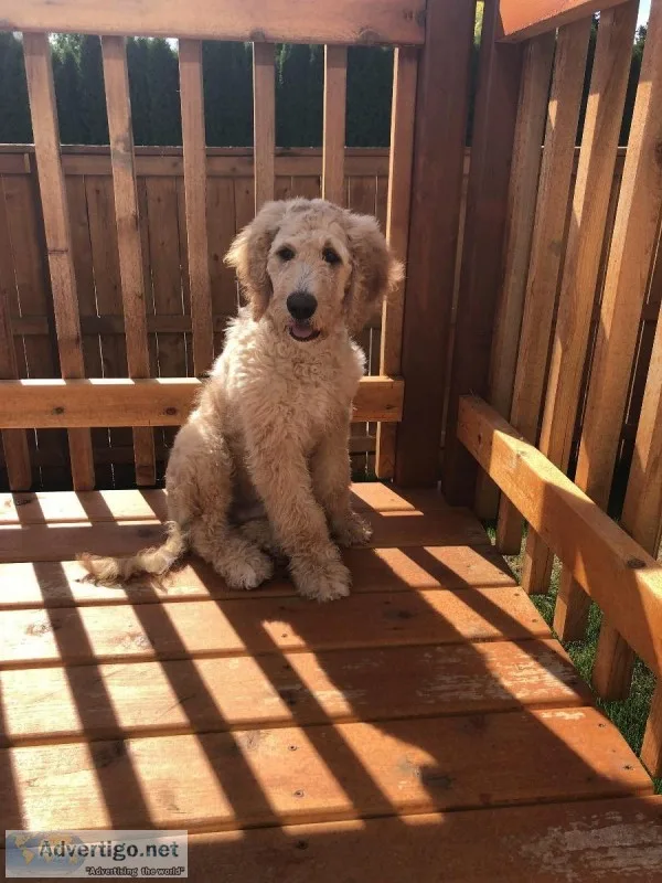 Goldendoodle for sale