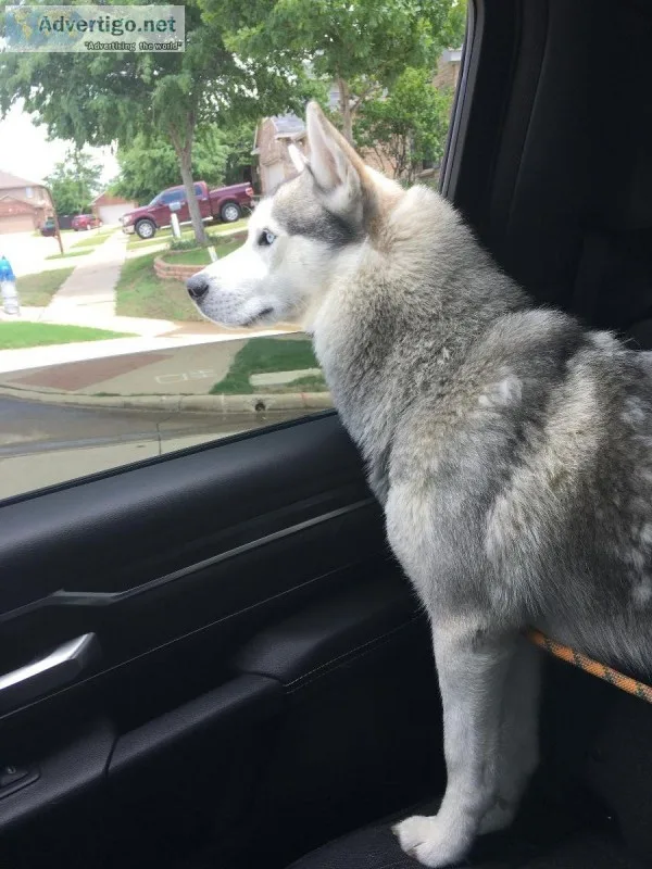 Siberian Husky