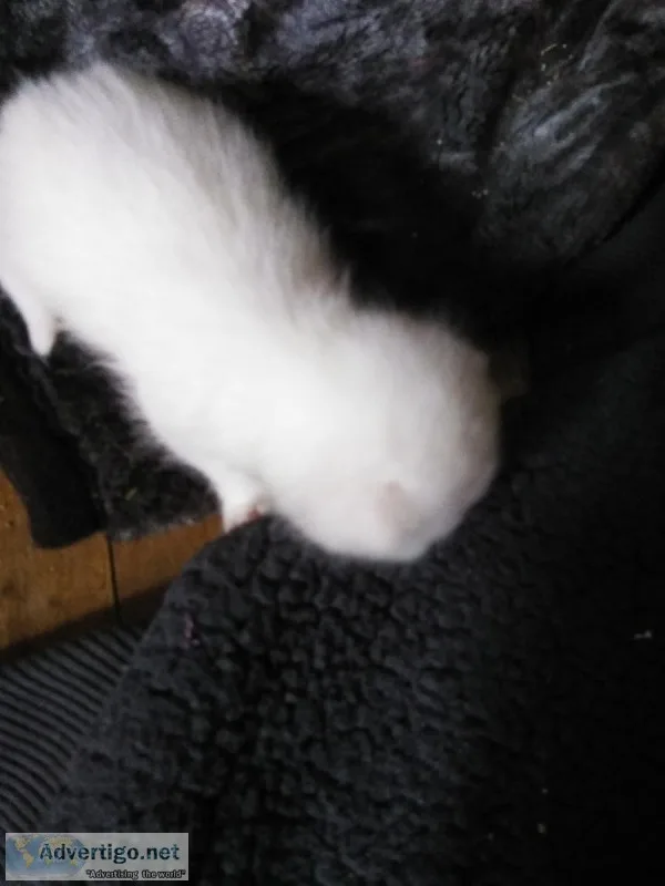 Persian kittens