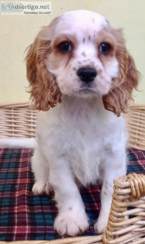 Cockalier Spaniel